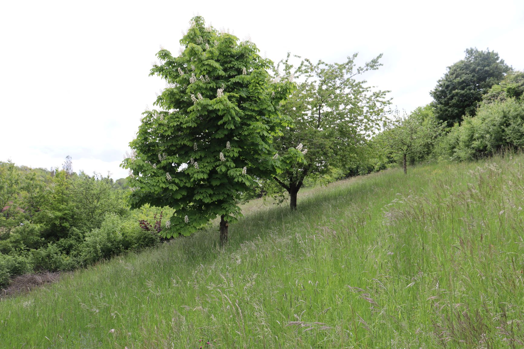 Gemeinsam für den Erhalt von Heldensteins Natur