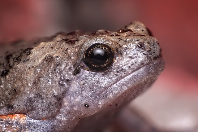 Amphibien-Retter gesucht