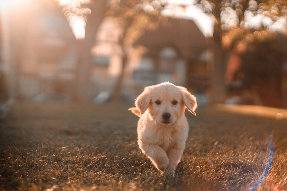 Hundesteuer Mühldorf