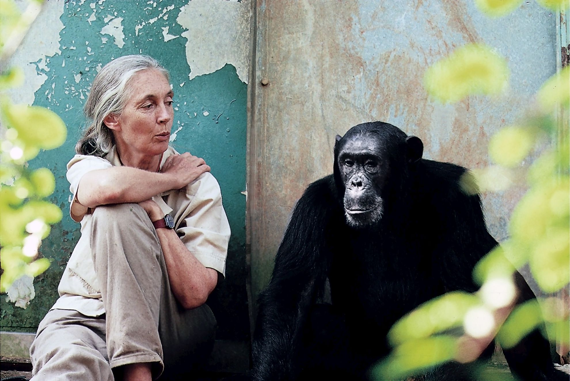 Dr. Goodalls Visionen für eine bessere Zukunft wird zusätzlich live in den Helmbrechtsaal übertragen