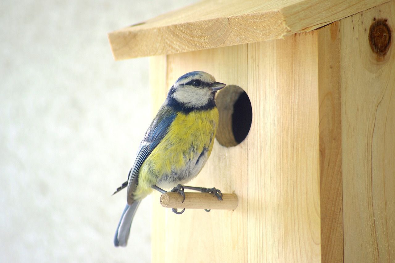 Frühlingserwachen: Nistkasten selber bauen