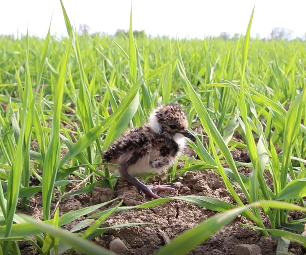 Ein Kiebitz-Sommer im Landkreis Mühldorf – Teil 3