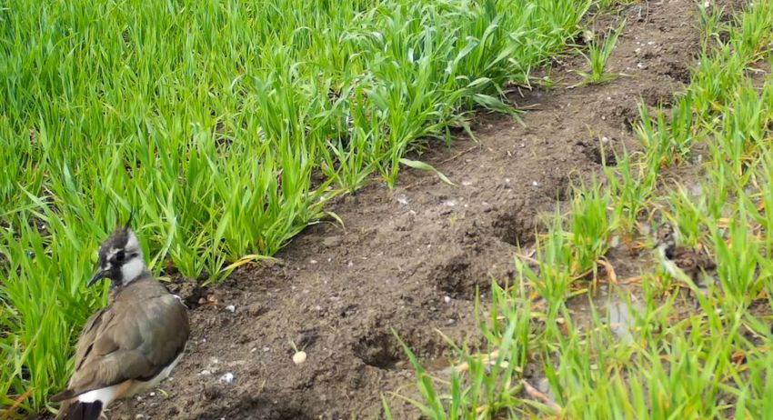 Ein Kiebitz-Sommer im Landkreis Mühldorf – Teil 4
