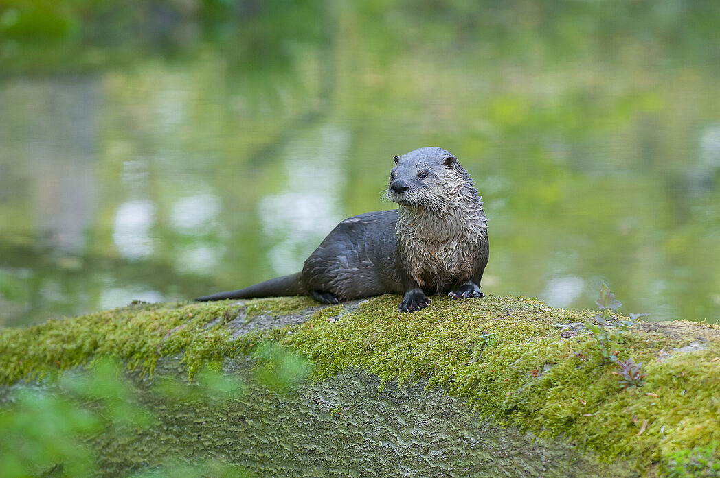 Leben schützen, Vielfalt bewahren