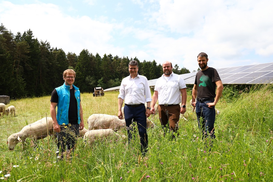 Schafe Deponie Schachenwald
