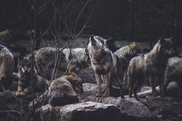 Schutzstatus beim Wolf soll abgesenkt werden – Glauber begrüßt EU-Vorschlag