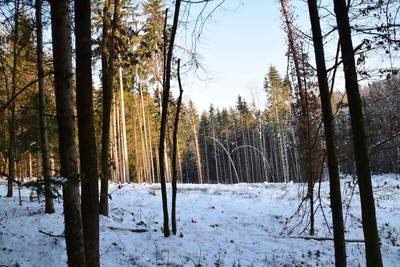 Waldzustandsbericht: Wälder leiden unter Trockenheit und Borkenkäfer