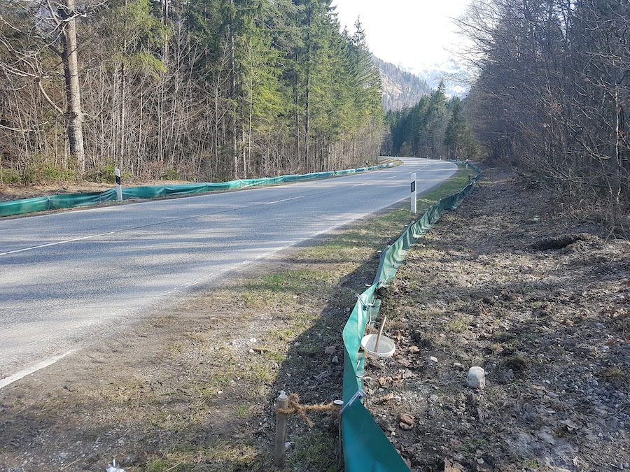 Amphibienwanderung Wasserburg Mühldorf 2024