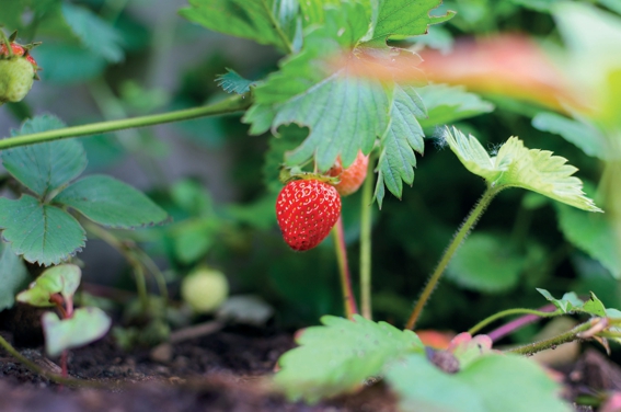 Schöner Garten: Dünger für das Frühjahr selber herstellen