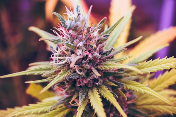 CSU und Freie Wähler kritisieren Cannabis-Legalisierung