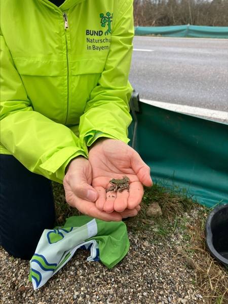 Amphibienrettung im Landkreis Traunstein