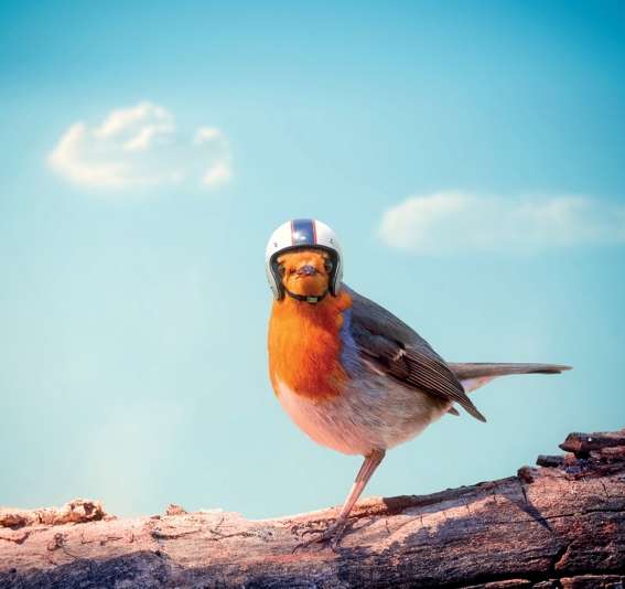 Vogelschutzglas: Lösungen für Mensch und Tier