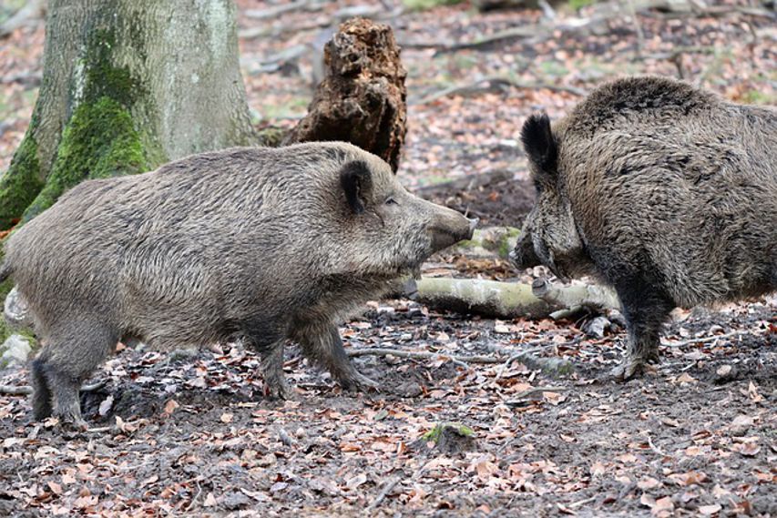 Aiwanger: „Wir müssen Schwarzwild weiter stark bejagen, um das Risiko des Schweinepest-Ausbruchs in Bayern zu reduzieren“
