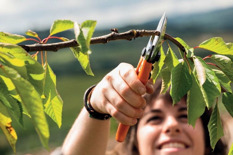 Reiche Ernte: Obstbäume mit richtigem Rückschnitt aufs kommende Gartenjahr vorbereiten