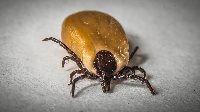 Freistaat treibt Borreliose-Forschung voran – Bislang 4.156 Fälle 2025 in Bayern