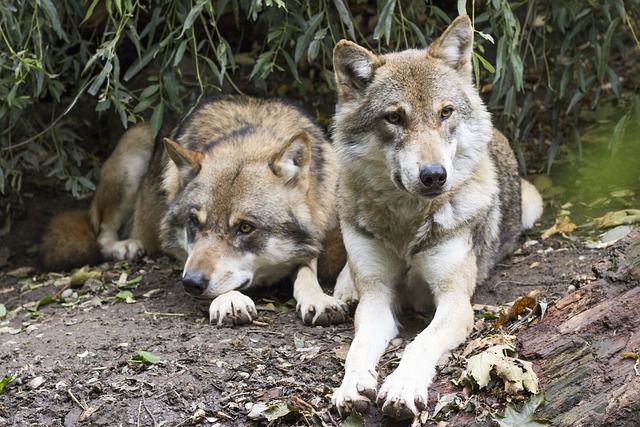 Was tun mit dem Wolf