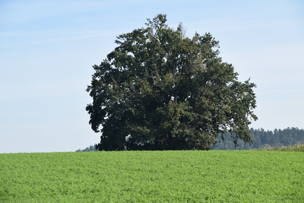 Bayern schreibt die Klimaanpassungsstrategie fort