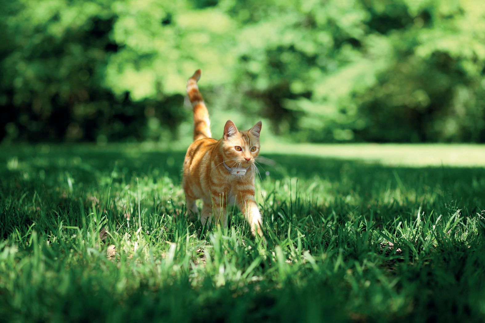 Mythos widerlegt: Wie Halsbänder Katzenleben retten können