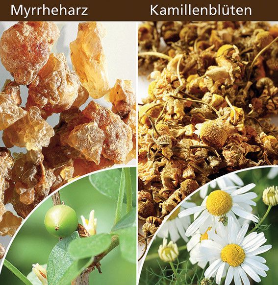 Wichtiger Schutzschild unseres Körpers