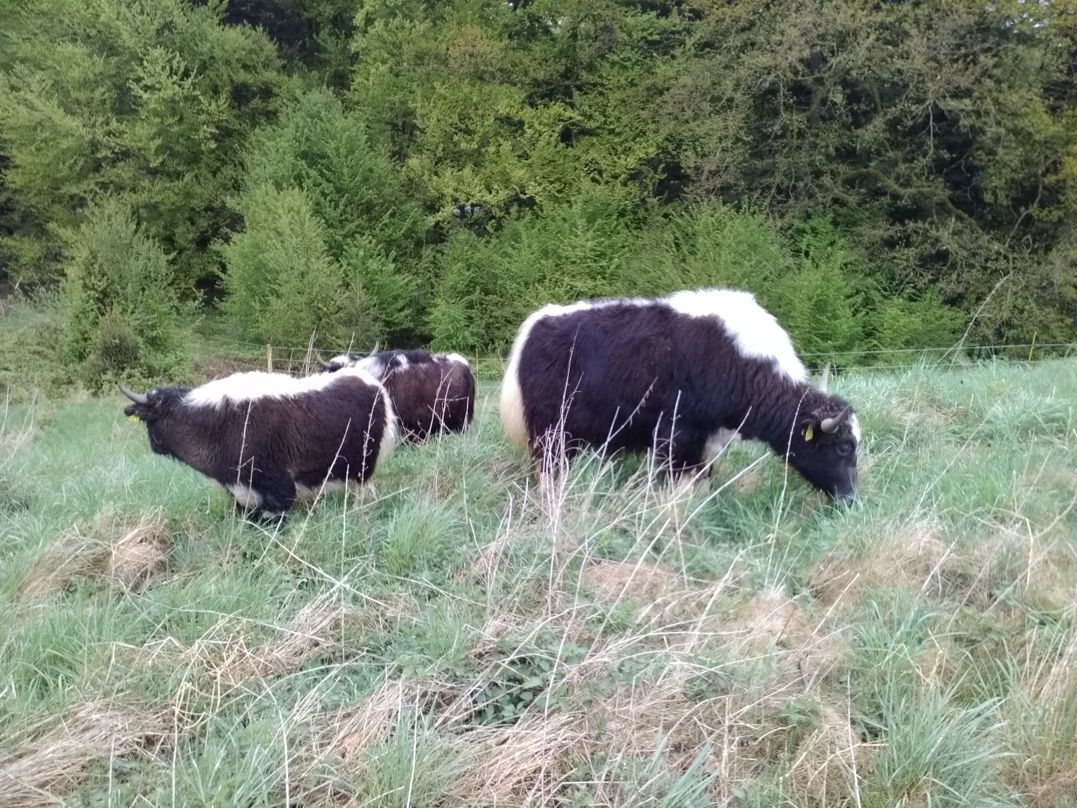 Weideprojekt in Haag gestartet