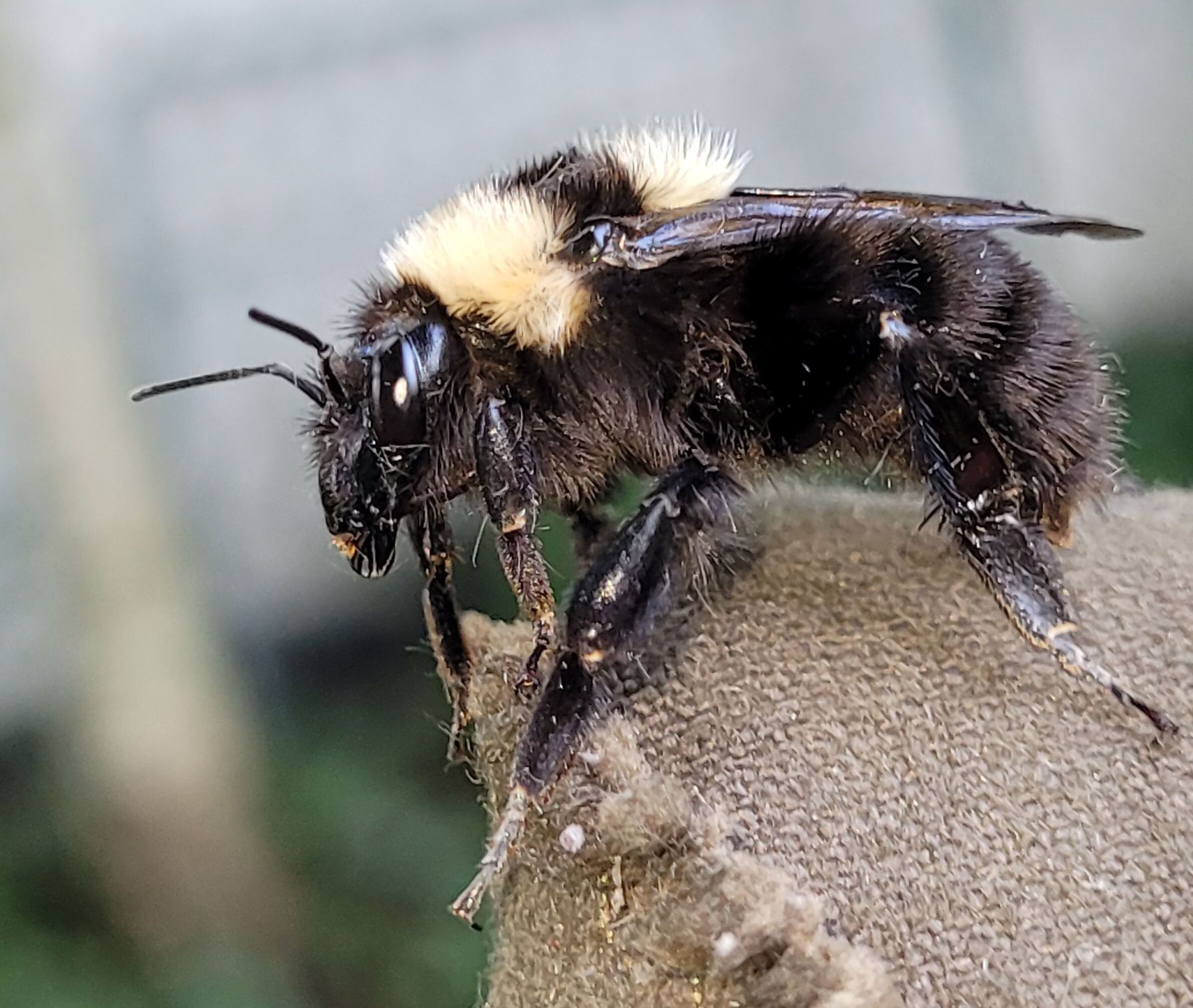 Erstmals Tonerdhummel-Königin im Landkreis Mühldorf nachgewiesen
