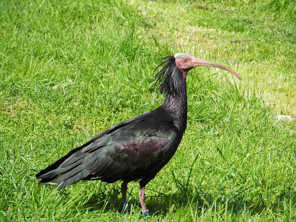 Burghausen: Der Waldrapp kehrt zurück – EU-Kommission lobt Artenschutzprojekt