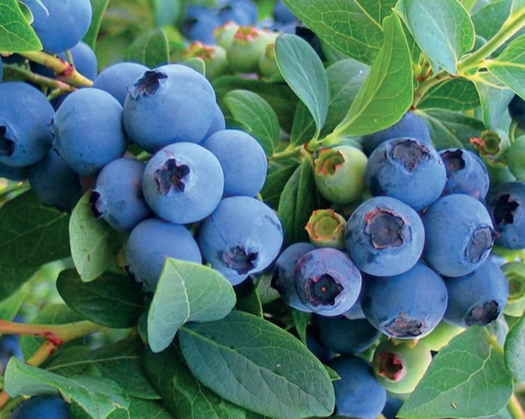 Eigenes Obst ernten